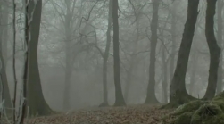 Padurea Baciu si turismul paranormal: OZN-uri, ingeri si broastele rosii de langa Cluj