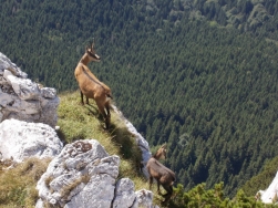 Drumetii si excursii: trasee turistice in Muntii Bucegi