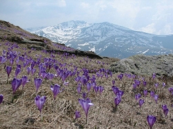 Arealul protejat Muntii Tarcu - Muntele Mic, splendoare a naturii