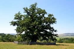 Un nou traseu turistic, deschis catre cel mai batran stejar din Romania