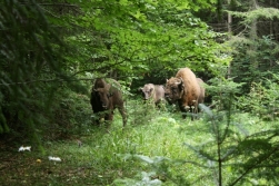 Parcul Natural Vanatori-Neamt, locul in care turistii pot intalni zeci de zimbri lasati in libertate