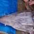 Morunul de un miliard de dolari de la Tamadau-Mare a ajuns in National Geographic