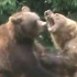 Bataie spectaculoasa intre ursii de la Zoo Brasov (VIDEO)