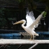 Imagini LIVE cu Gogu: Vezi ce-i place sa faca la Zoo!