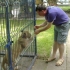 Gradina zoo, in curtea primarului din Navodari: Veverite, struti, maimute si lei (FOTO)