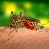 Virusul West Nile, in Romania: Cum se transmite, care sunt simptomele si cum ne ferim