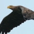 Program de protejare a vulturului codalb din Delta, specie aflata pe cale de disparitie