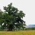 „Batranul Carpatilor”, cel mai in varsta concurent la Arborele Anului: Are 900 de ani! (FOTO)