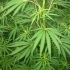 Plantatie de canabis, intr-o padure din Snagov: „Ne-am uitat la documentare”