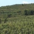 Podgoriile de la Valea Calugareasca