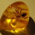 Furnica inchisa in ochi de chihlimbar acum 30 de milioane de ani. Muzeul Chihlimbarului