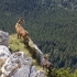 Drumetii si excursii: trasee turistice in Muntii Bucegi