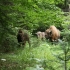 Parcul Natural Vanatori-Neamt, locul in care turistii pot intalni zeci de zimbri lasati in libertate
